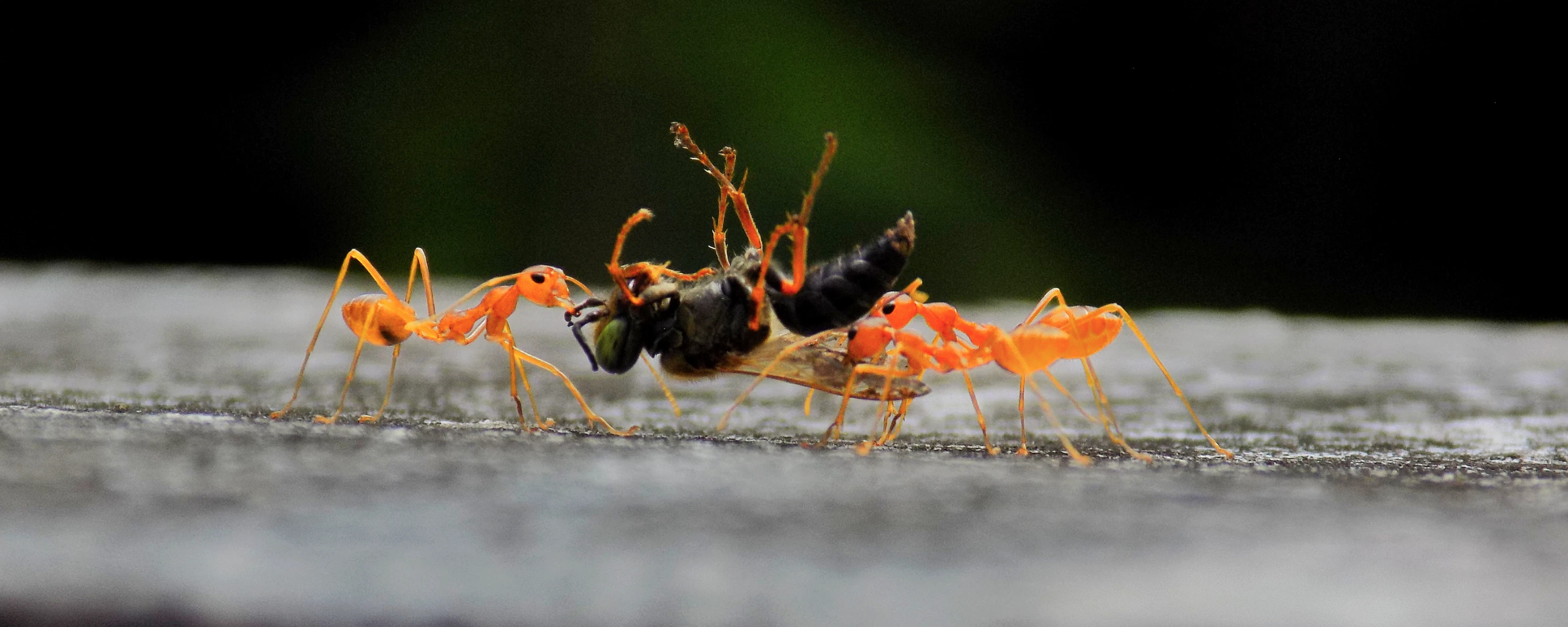 Two ants carrying a bug. Photo by Parvana Praveen on Unsplash